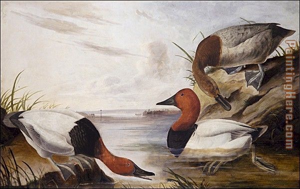 Canvasback Duck painting - John James Audubon Canvasback Duck art painting